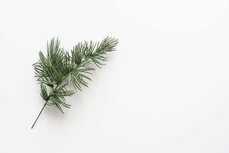 pine branch on white backgroundの写真素材