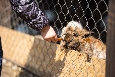 Little girl in childrens farm feeding bunnysの写真素材