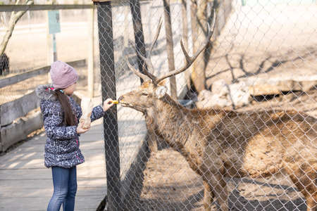 Beautiful little girl hugging animal ROE deer in the sunshine, protecting an animalの写真素材