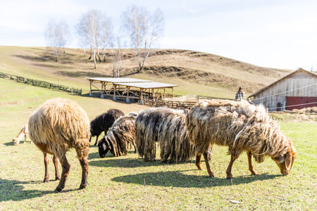 flock of sheep on green grass field background springの写真素材