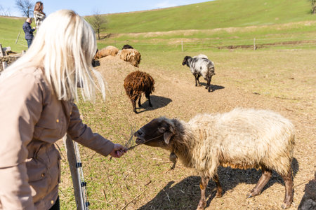 woman near sheep Standing Alone with Blue Sky and Grass.の写真素材