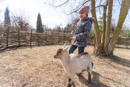 Cute little girl feeding sheep and goats on the farm.の写真素材