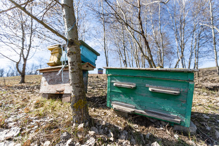 Beehives in a field with trees, hives.