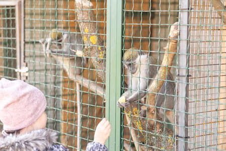 little girl feeding monkeys in a cageの写真素材