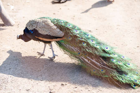 Portrait of beautiful peacock with feathers outの写真素材