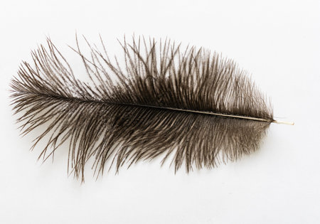 feather on white, black ostrich feather.の写真素材