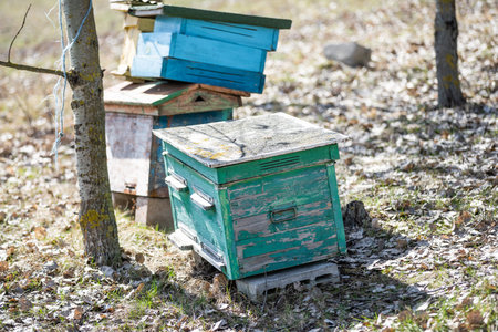 Old bee hives in the apiary in the spring.の写真素材