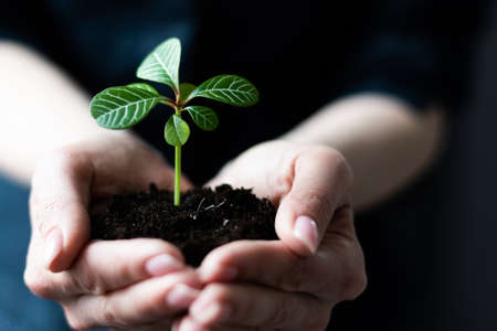 Green plant in the hand, sprout earth.の写真素材