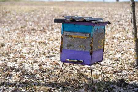 Old bee hives in the apiary in the spring.の写真素材