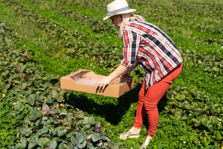 Beautiful woman eating a strawberry while gathering strawberries on a farm