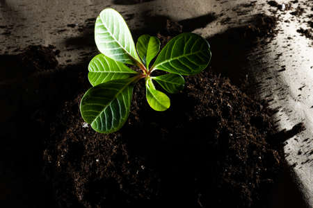 Green sprout growing from ground. Dewy young leaves sprouting plants. Spring background - gardenの写真素材