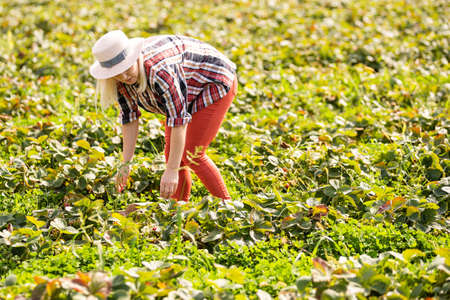 Beautiful woman eating a strawberry while gathering strawberries on a farmの写真素材