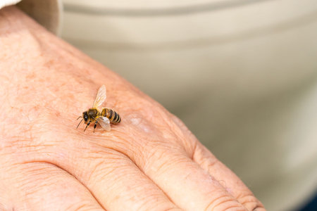 an elderly man holding a bee, control situation in bee colony.