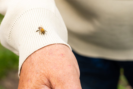 an elderly man holding a bee, control situation in bee colony.の写真素材
