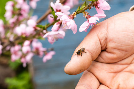 an elderly man holding a beeの写真素材
