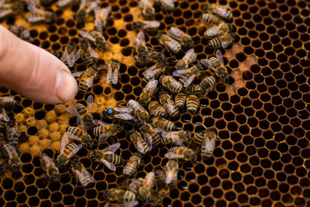 beekeepers hand holds empty eaten honeycombs