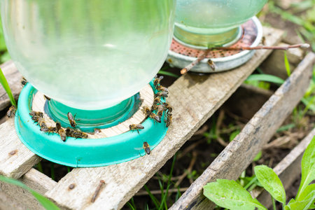 Bees in the apiary drink water from the drinkerの写真素材