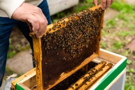 beekeepers hand holds empty eaten honeycombs