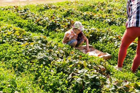 happy young child girl picking and eating strawberries on a plantationの写真素材