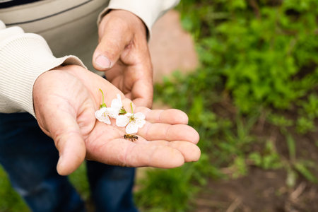 bee lies on a large male palm. Close-upの写真素材