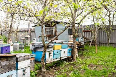 Rows of hives under branches with cherry blossoms. Apiary in the spring in april. Honeybees...