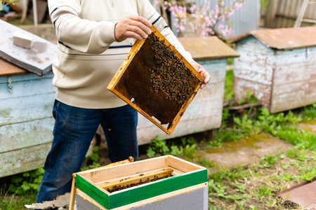 beekeepers hand holds empty eaten honeycombs