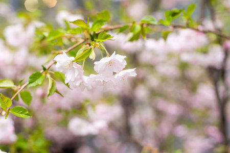 Blurred background. A blooming spring tree. tree is in bloom. Spring