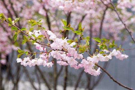 beautiful fresh, pink and white cherry blossoms covered in snow on dark brown branches in bloom in...