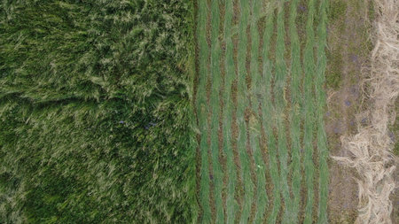 aerial top down drone flies over green wheat corn. Cereal land, agricultural industry. Natural...