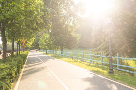 Road in the park, Country road lined with treeの写真素材