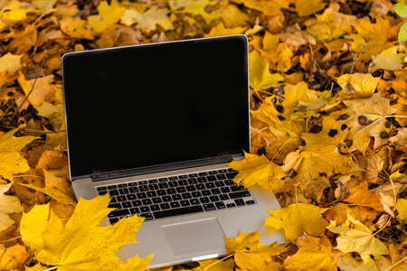 Laptop lying on dry leaves outdoor gardenの写真素材