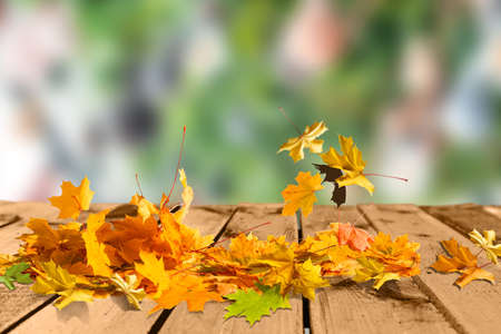 Colored autumn leaves on wooden planksの写真素材