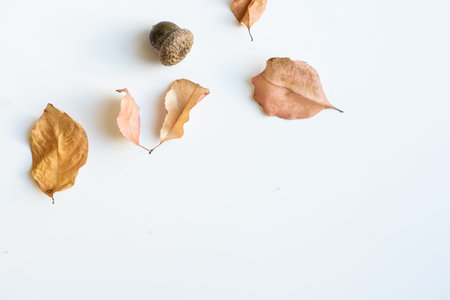 dry leaves, cones and acorns on a white backgroundの写真素材