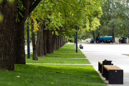 Pedestrian walkway for exercise lined up with beautiful tall treesの写真素材
