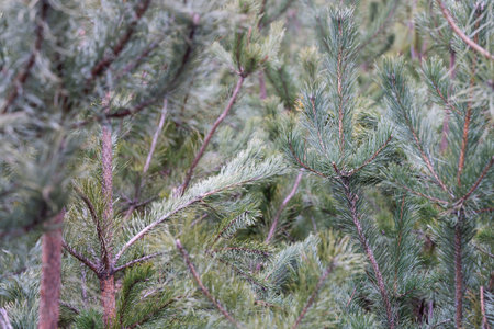 Fir Branch And Snow Flakes - Christmas Holidays Background