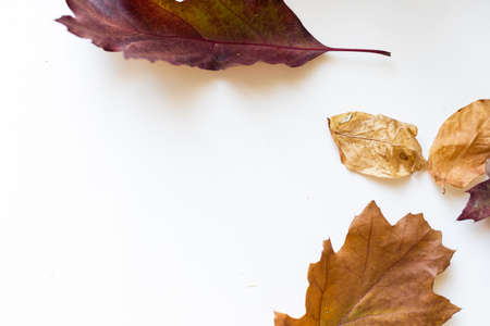 fall color leaves on white backgroundの写真素材