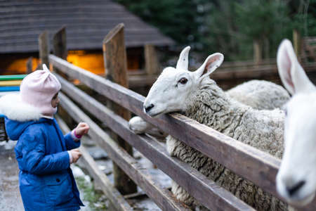 Cute little girl feeding a sheep at farm. Happy girl on family weekend on the country side. Friendship of child and animals.の写真素材