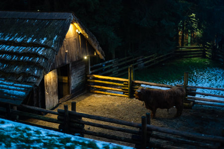 Scottish Highland Cow, on the farm. Close up. Copy space.の写真素材