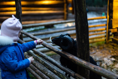 Young girl feeding sheep and a goat in the a farm.