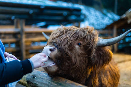 Scottish Highland Cow, on the farm. Close up. Copy space.の写真素材