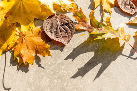 Colorful autumn leaves on a grey stone background. Top view. Copy space