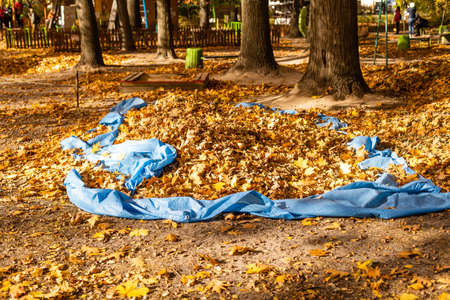 Gathering Autumn leaves - landscape, cleaning the park.の写真素材