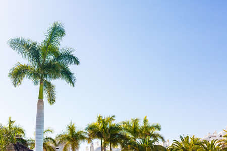 Palm Trees - Perfect palm trees against a beautiful blue sky and the ocean, tenerifeの写真素材