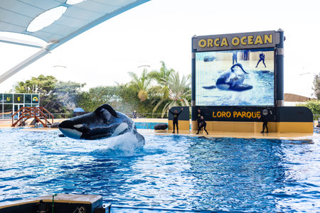 PUERTO DE LA CRUZ, TENERIFE, SPAIN - January 7, 2020: Jumping grampus at oceanarium of Loro parque...