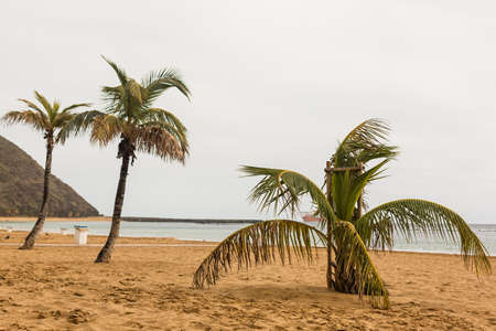 Tropical white sand beach with palm trees.の写真素材