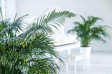 white grand piano in interior of roomの写真素材