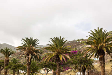 Palm trees against sky, Palm trees at tropical coast.の写真素材