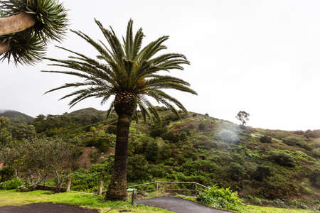Palm trees against sky, Palm trees at tropical coast.の写真素材