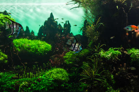 Wonderful and beautiful underwater world with corals and tropical fish.の写真素材