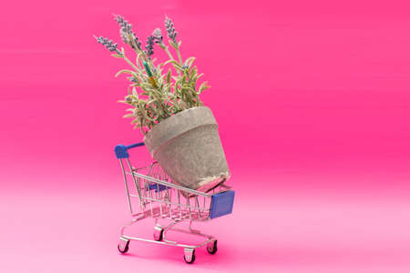 Shopping cart full of violet flowers on pink background. Flower shop conceptの写真素材